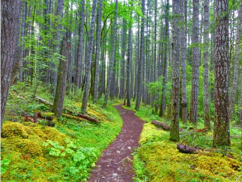 Elwha River Trails